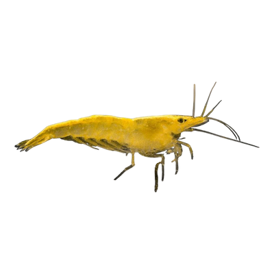Gelbe Zwerggarnele -  Neocaridina sp.