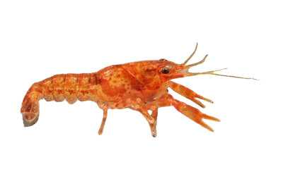 CPO Zwergflusskrebs - Cambarellus patzcuarensis