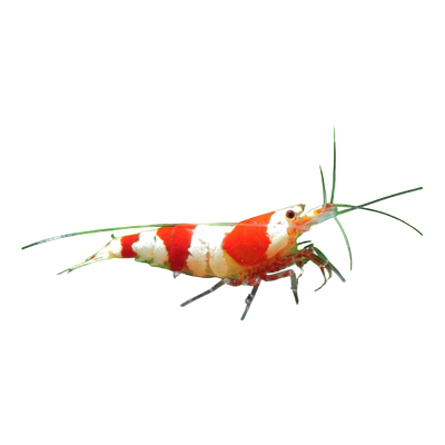Red Bee Zwerggarnele - Caridinia logemanni