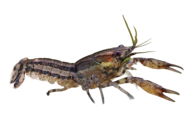 Texas Zwergflusskrebs - Cambarellus texanus