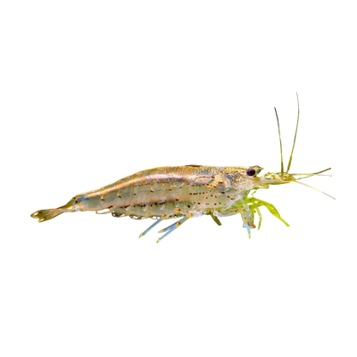 Amanogarnele - Caridina multidentata