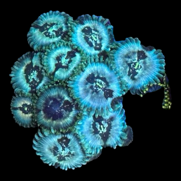 Zoanthus sp.