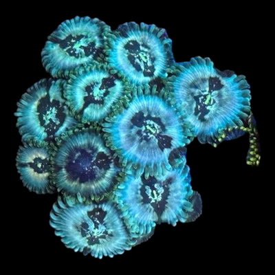 Zoanthus sp.